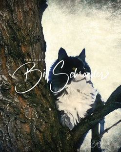 A Cat in a Tree