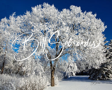 American Elm in Winter