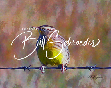 Bird on a Wire