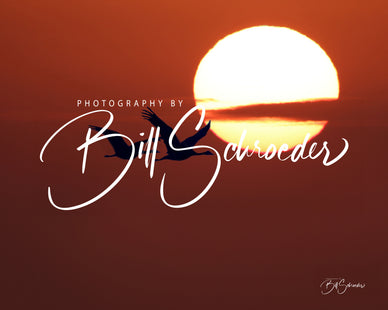 Sandhill Crane at Sunset