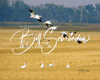 Snow Geese in Flight