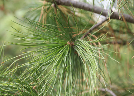 'Baikal' Siberian Pine Seed