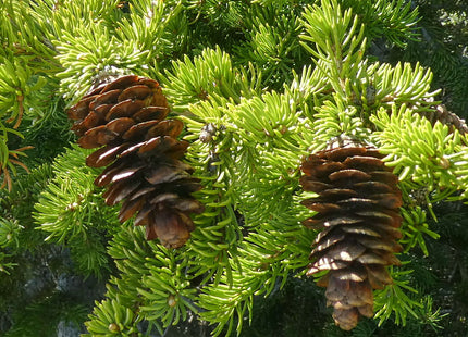'Kabalin' Siberian Spruce Seed