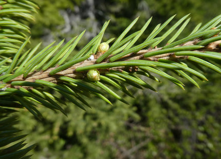 'Kabalin' Siberian Spruce Seed