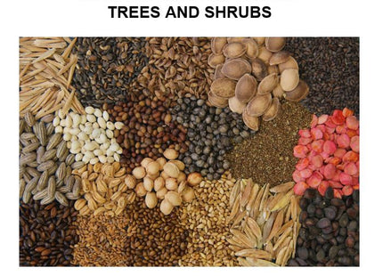 Propagation of Trees and Shrubs Manual