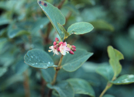 'Pintail' Western Snowberry Seed