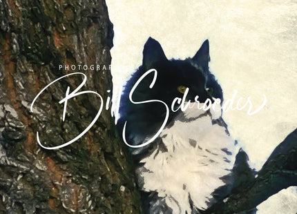 A Cat in a Tree