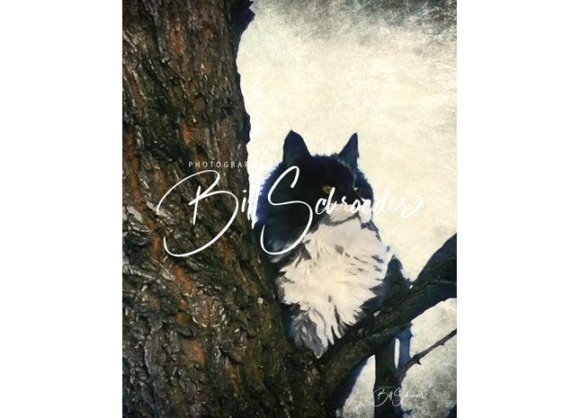 A Cat in a Tree