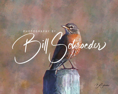 Robin on a Fencepost