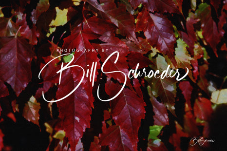 Amur Maple Leaves in the Fall