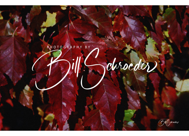 Amur Maple Leaves in the Fall