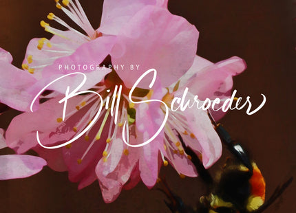 Bee on Plum Flower