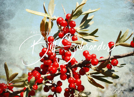 Buffaloberry Berries