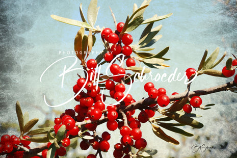 Buffaloberry Berries