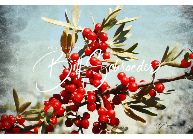 Buffaloberry Berries