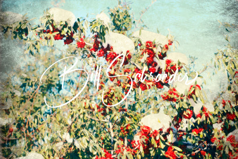 Buffaloberry with the Winter Snow