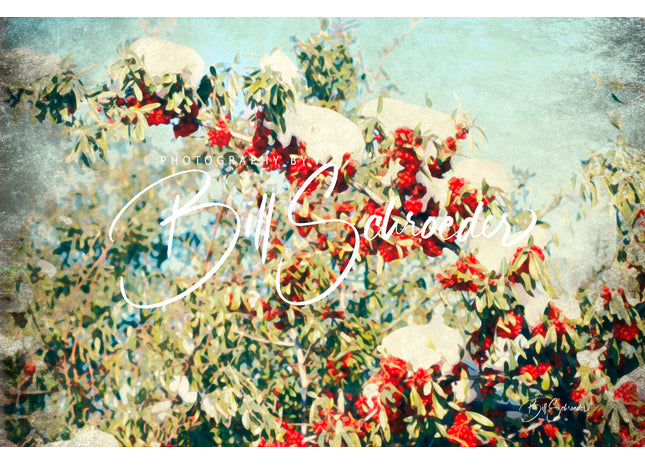 Buffaloberry with the Winter Snow