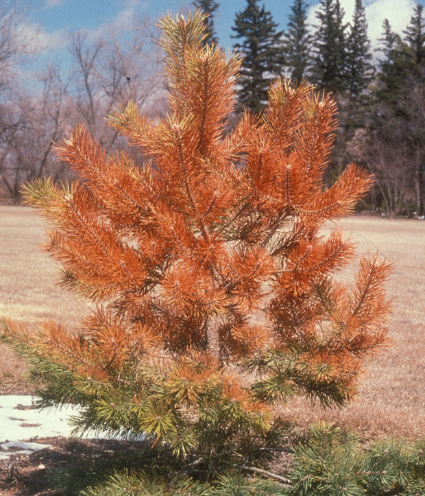 Top Ten Tree Problems