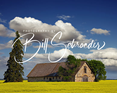 Canola and Spruce at the Brassey Barn
