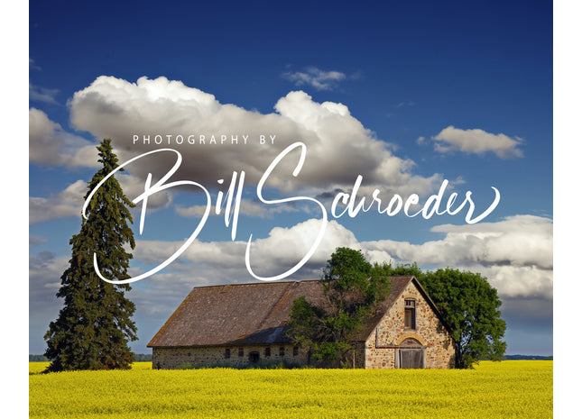 Canola and Spruce at the Brassey Barn