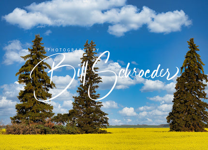 Canola Spruce and Clouds