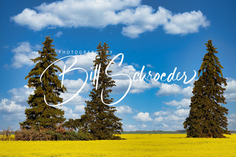 Canola Spruce and Clouds