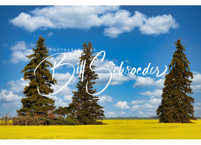 Canola Spruce and Clouds