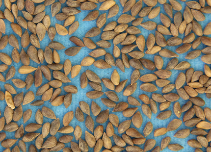 'Cram' Colorado Spruce Seed
