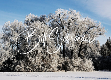 Cottonwoods in Winter