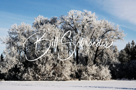 Cottonwoods in Winter