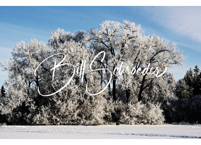 Cottonwoods in Winter
