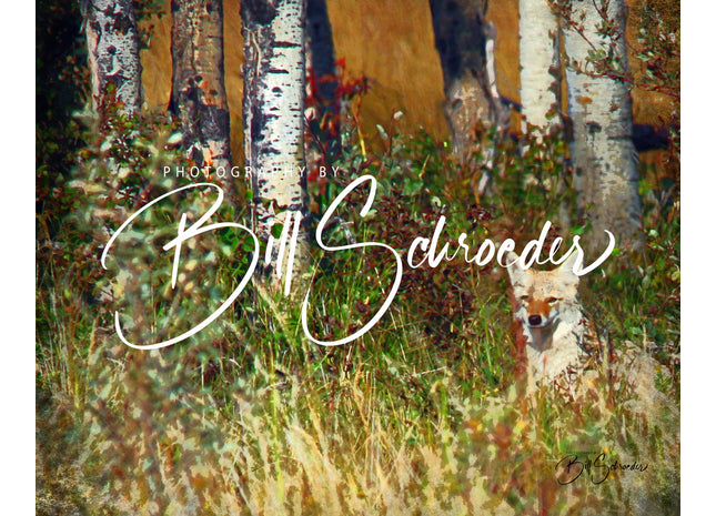 Coyote by Aspen Bluff