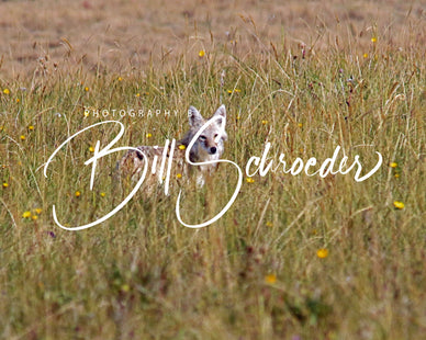 Coyote in the Grass