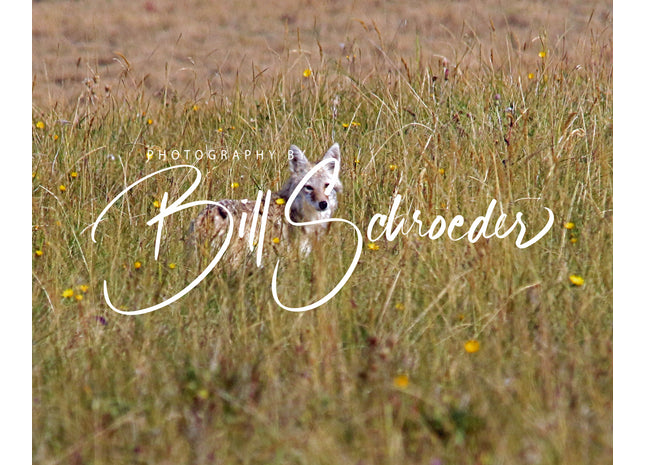 Coyote in the Grass