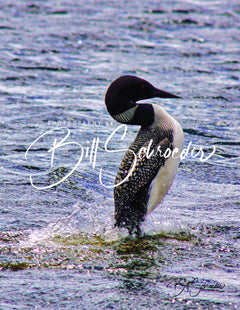 A Dancing Loon on Limestone Lake