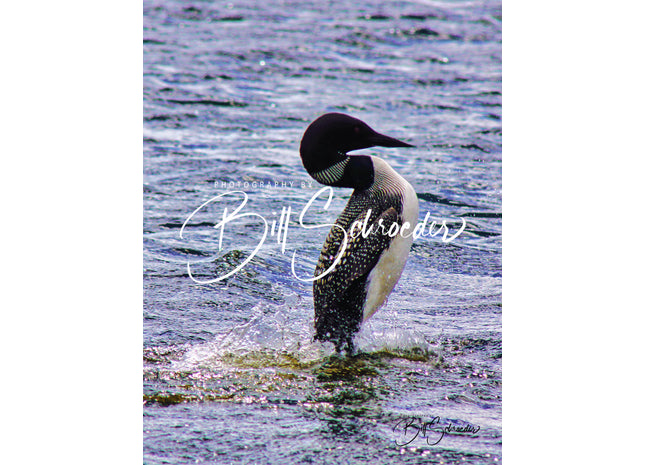 A Dancing Loon on Limestone Lake
