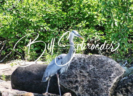 Great Blue Heron