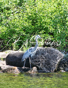 Great Blue Heron