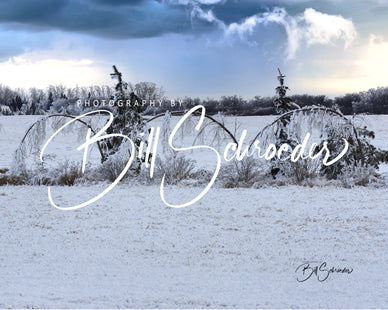 Flexble Poplars on a Frosty Day
