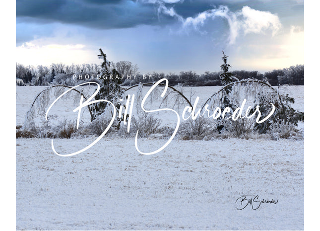 Flexble Poplars on a Frosty Day