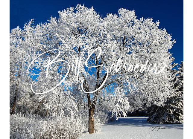 American Elm in Winter