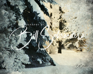 Frosty Forest Understory