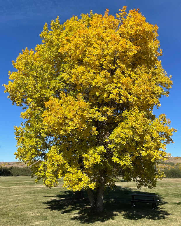 Deciduous Tree Seeds
