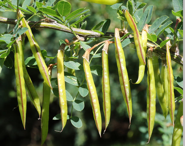 How to Grow Caragana