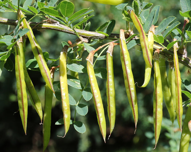 How to Grow Caragana
