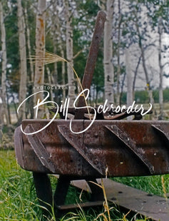 Wheat in Rusty Wheel