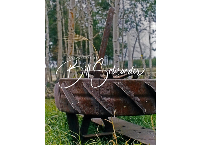 Wheat in Rusty Wheel