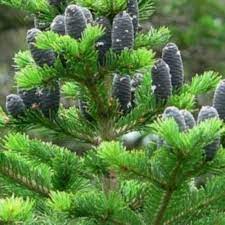 'Irkutsk' Siberian Fir Seed