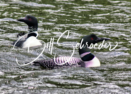 Limestone Lake Loon Pair