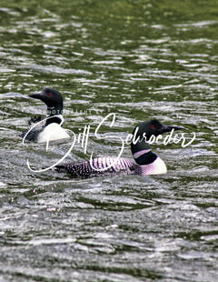 Limestone Lake Loon Pair